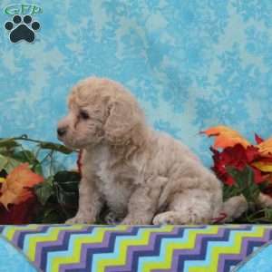 Almond, Bich-Poo Puppy